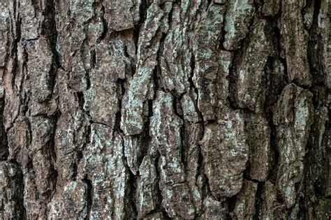 Detalhe Da Casca De Rvore Amieiro Alnus Glutinosa Textura Natural