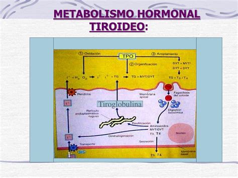 PPT METABOLISMO HORMONAL TIROIDEO PowerPoint Presentation Free