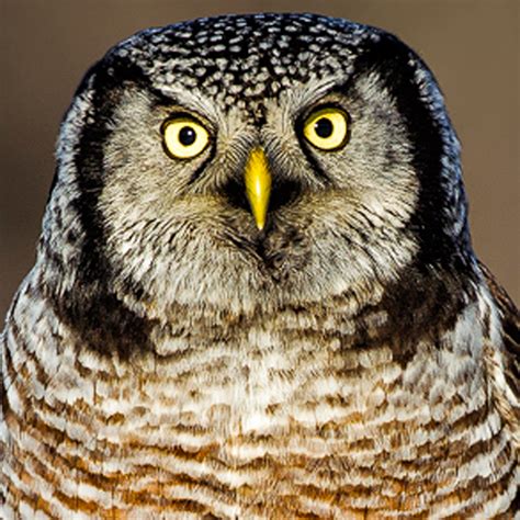 Northern Hawk Owl Bird Call iPhone Ringtone - Wildtones