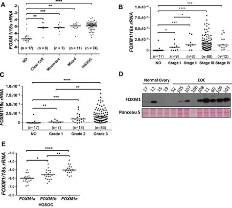 Genetic Determinants Of Foxm1 Overexpression In Epithelial Ovarian