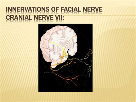 Ppt Otorhinolaryngology Disorders Of The Ear Nose And Throat