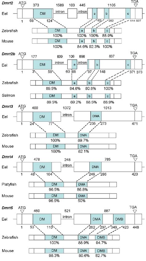 Genomic Structure Sketch Of The Five Dmrt Genes Amino Acid Identities