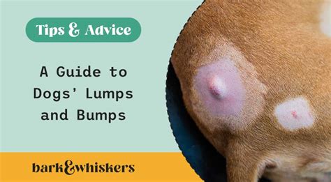 How I Treat Canine Lumps and Bumps | Flipboard