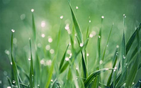 Grass Water Drop Macro HD wallpaper | nature and landscape | Wallpaper ...