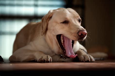 10 Signs Your Dog is Stressed | Healthy Paws Pet Insurance