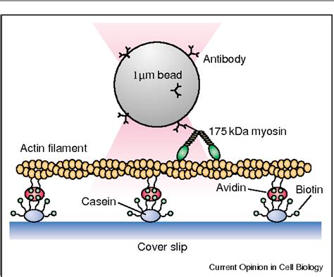 Pdf Cytoplasmic Streaming In Plants Semantic Scholar