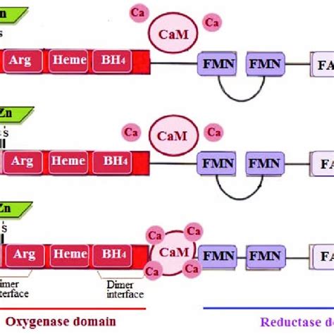 Regulation Of Enos Activity In Caveolae Myristoylation And Download Scientific Diagram