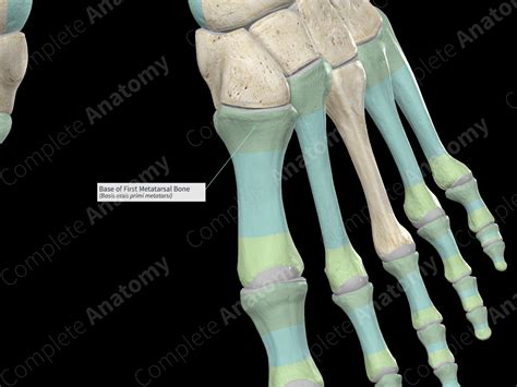 Base of First Metatarsal Bone | Complete Anatomy