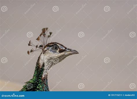 Peacock And Peahen Royalty Free Stock Image CartoonDealer 117259852