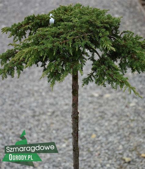 Jałowiec płożący GREEN CARPET szczepiony na pniu 100cm Juniperus