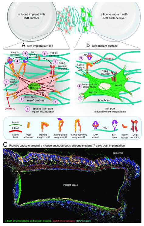 Myofibroblast Mechanisms Of Fibrotic Encapsulation Of Implanted Stiff