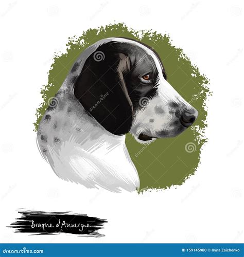 Braque D`Auvergne Dog Breed Isolated on White Background Digital Art ...