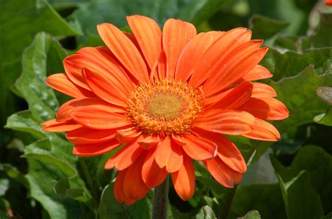 Gerbera Daisy Plant Care And Growing Guide