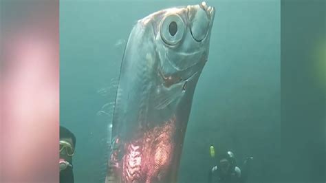 Unusual Sighting Divers Discover Giant Oarfish Near Taiwan