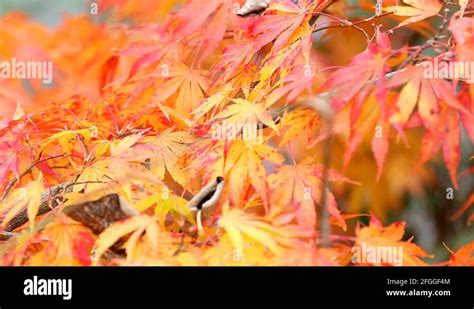 Lushan Stock Videos & Footage - HD and 4K Video Clips - Alamy