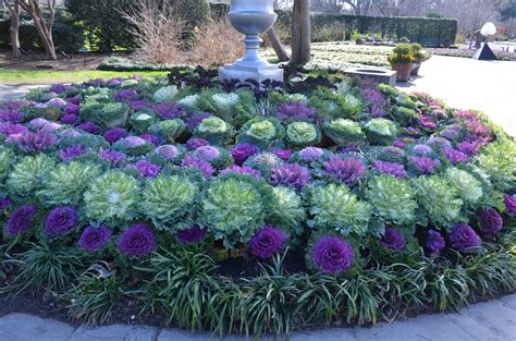 flowering kale plant