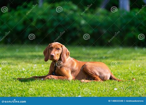 Treinamento Da Obedi Ncia Cachorrinho De Vizsla Que Aprende O Comando