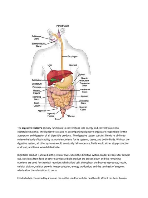 The Digestive System Anatomy | PDF