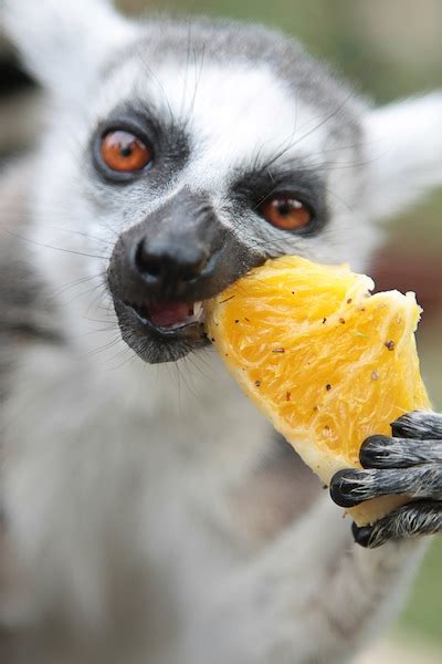 Lemur Diet - dirinter