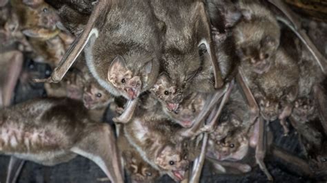 Vampire Bats Missing Genes May Help Them Survive On All Blood Diet