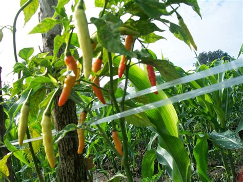 Cara Budidaya Cabe Rawit Merah Panduan Lengkap Untuk Pemula Budidaya