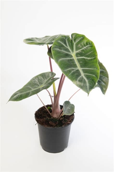 Alocasia Pink Dragon Verzorging Info MijnPlant