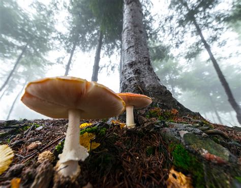 Hongos Medicinales Son capaces de curar el cáncer