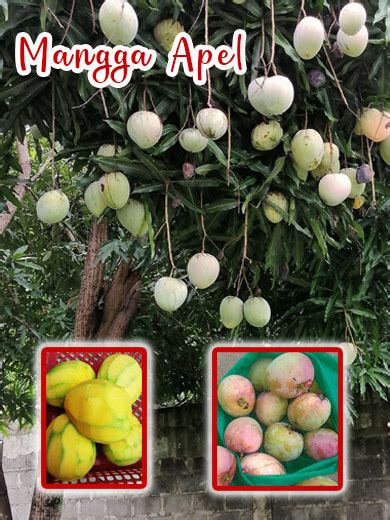 Jual Bibit Mangga Apel Mangga Berbentuk Apel Cepat Berbuah