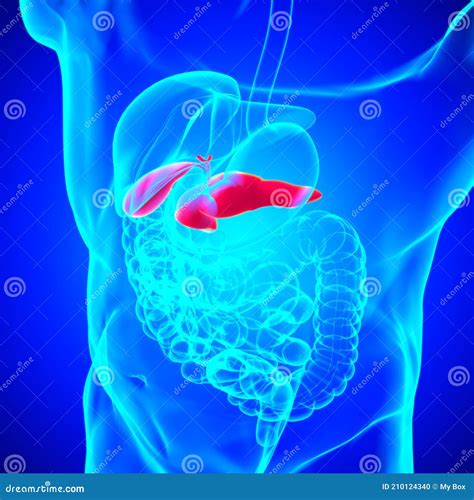 Anatomia Do Sistema Digestivo Humano Do Pâncreas Para O Conceito Médico