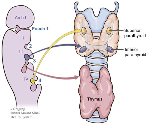 Parathyroid Embryology