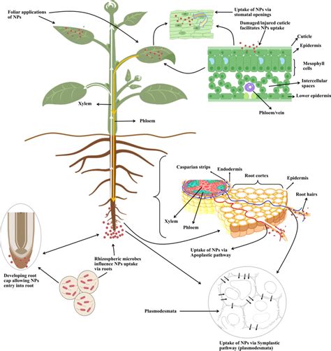 A Schematic Diagram Is Showing The Uptake And Translocation Of NPs In