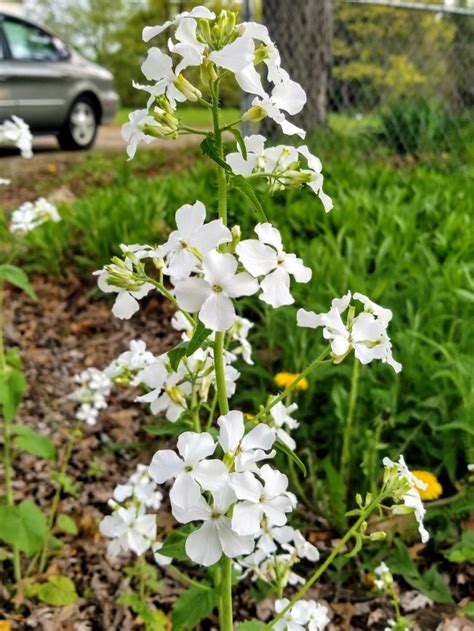 Money Plant Aka Silver Dollar Alba Seeds Certified Organic Garden