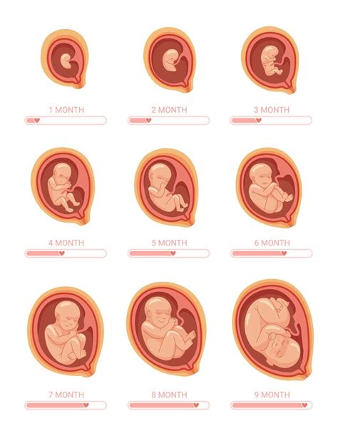 Fetal Stages Stage Growth Embryo Process Fetus Development Month