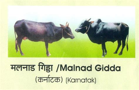 two cows standing next to each other in a field with the words mamma ...