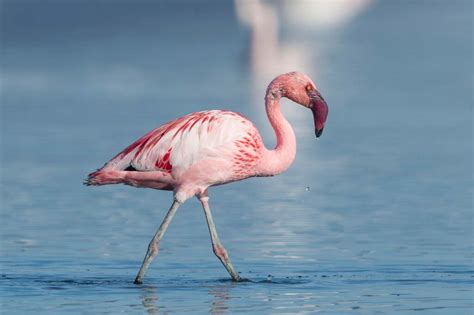 Lesser Flamingo Phoeniconaias Minor Lifestyle Diet And More