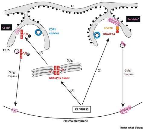 Pathways Of Unconventional Protein Secretion Trends In Cell Biology