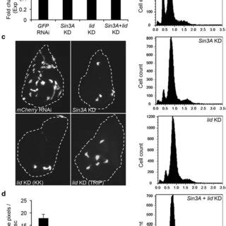 Knock Down Of Lid Leads To Decreased Cell Proliferation In S2 Cells And