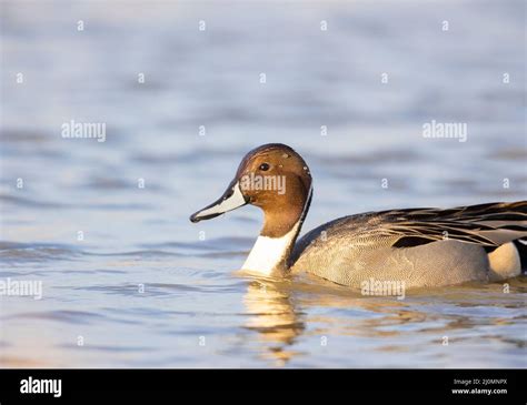 Northern Pintail Duck Hi Res Stock Photography And Images Alamy