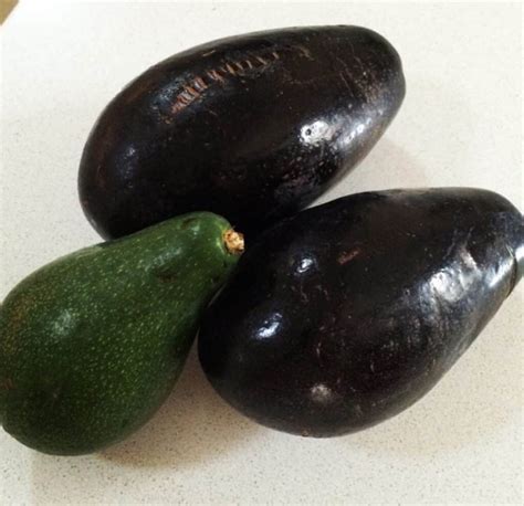 Mexicola Avocado Grow Guide - Tropical Tree Guide