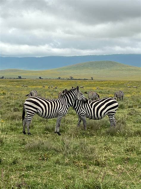 Tage Tansania Pure Neues Leben Beginnt Pure Tansania Safaris