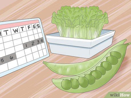 kiemen kweken wikihow