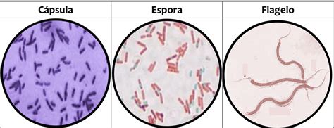 Solved Identify morphology and arrangement. Two examples of | Chegg.com 