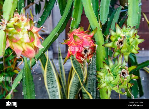 Red Dragon Fruit Flower