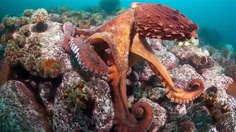 ᐉ PULPO GIGANTE El más GRANDE del MUNDO