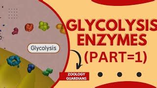 Glycolysis enzymes|Glycolysis enzymes (Part=1)|Glycolys... | Doovi