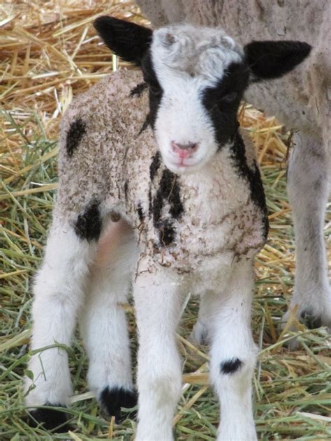 Red Dog, Spotted Sheep: New Lambs , Good Mamas