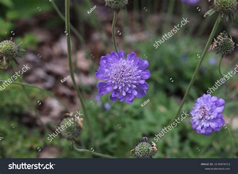 424 Scabiosa Butterfly Blue Stock Photos, Images & Photography | Shutterstock