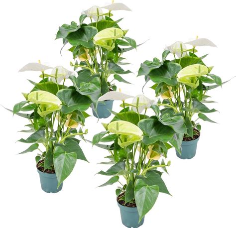 Anthurium Flamingoplant Wit Per Stuks Kamerplant In Kwekerspot