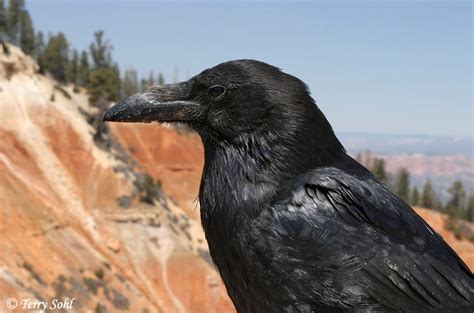 Common Raven Photos - Photographs - Pictures