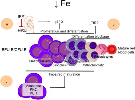 Systemic Iron Homeostasis And Erythropoiesis Papanikolaou 2017